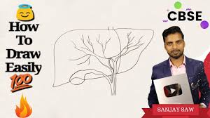 Check spelling or type a new query. How To Draw Liver Step By Step For Beginner Youtube