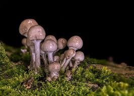 Some dangerous animals could appear or you could get lost. Mushroom Forest Nature Autumn Forest Floor Moss Magic Fantasy Fairy Tales Macro Discovered Pikist