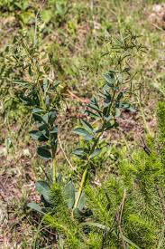 Image result for Cnestis polyphylla