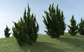 Image result for Cupressaceae