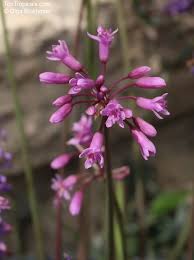 Image result for Tulbaghia friesii
