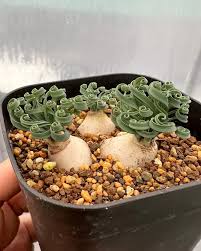 Image result for Gethyllis