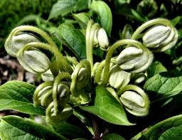 Image result for Clerodendrum incisum