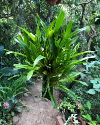 Image result for Polystachya ottoniana