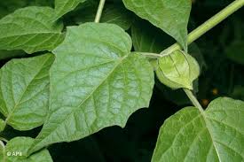 Image result for Physalis peruviana