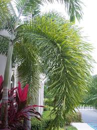 Image result for Wodyetia bifurcata