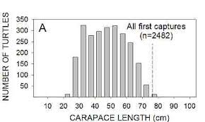 Physical description the shell is thin, flexible and highly coloured with elaborate patterns. Discoveries