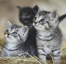 Pin By Silo On Chaton Trop Mignon Cute Animals Cute Cats And Kittens Pets