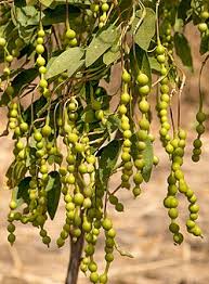 Image result for Maerua