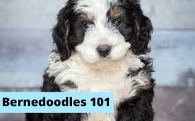 Bernedoodle costs differ depending on what the dog breeders include when you pick up the puppy. The Truth About Bernedoodles Why They Aren T For Everybody