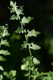 Image result for Erucastrum arabicum