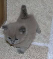 She has a light grey coat with white paws and chest. Grey Munchkin Kitten Novocom Top