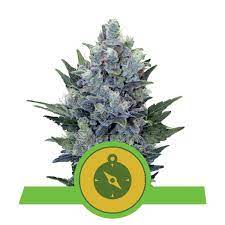 Check spelling or type a new query. Northern Light Automatic Cannabissamen Royal Queen Seeds