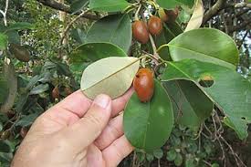 Image result for Manilkara kauki