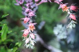 Maybe you would like to learn more about one of these? Flowering Succulents You Can Brag About You Had Me At Gardening