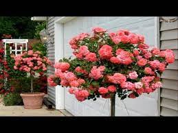 Just like peonies, these roses are undoubtedly beautiful, large bloomed and of course, their scent is amazing! Beautiful Rose Garden The Most Beautiful Roses In The World Youtube