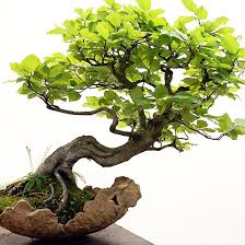 Check spelling or type a new query. The Pumice Store Pumice Stone For Bonsai Soil