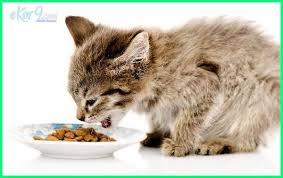 Dahsyat motor motor berotot tampil dalam wujud animasi z1000 sampai r1 tampil beda gridoto. Anak Kucing Diberi Makan Umur Berapa Dunia Fauna Hewan Binatang Tumbuhan Kucing Anak Kucing Hewan