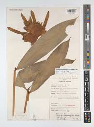 Image result for Pentadesma reyndersii