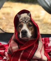 Macera Meraklilari Cynthia Bennett Ve Erkek Arkadasi Andre Bir Kopek Yavrusu Edinmeye Karar Verdiklerinde Bir Golden Retriever Kedi Kopek Cok Sirin Hayvanlar