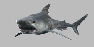 Tiger Shark 3d Model