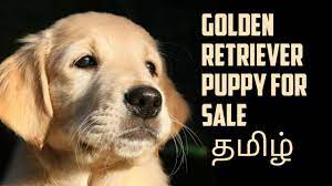 We've got top tips on how to find a puppy and how to care for your new friend. Craigslist Golden Retriever Puppies For Sale Near Me 07 2021