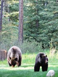 Check spelling or type a new query. Alpine Village Cabin Resort Jasper Jasper Cabin Accommodation Alpine Village Jasper