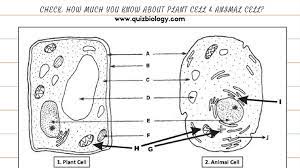 The worksheets recommended for students of grade 4 through grade 8 feature labeled animal and plant cell structure. Plant Cell And Animal Cell Diagram Worksheet Pdf