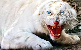 White tiger wallpaper free download. 1536x2048px Free Download Hd Wallpaper Cats White Tiger Albino Wallpaper Flare