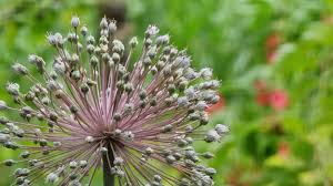 Image result for Alliaceae