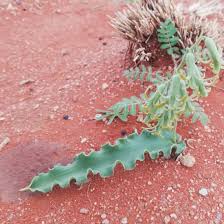 Image result for Dipcadi marlothii