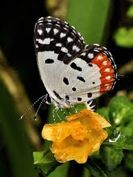 Black And White Striped Butterfly Identification Red Pierrot Talicada Nyseus Love The Black And White Striped Antennae Butterfly Photos Beautiful Butterflies Birds Butterflies