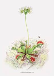 We did not find results for: Venus Fly Trap By Scott Bennett Venus Fly Trap Fly Traps Carnivorous Plants