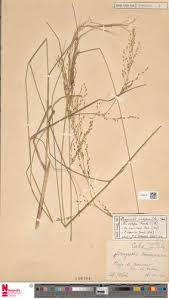 Image result for Eragrostis prolifera
