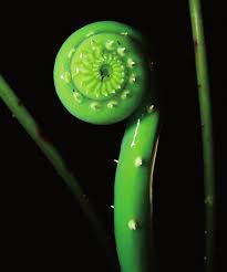 Image result for Pneumatopteris unita