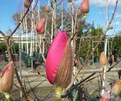 An upright pyramidal grower well suited for use as a. Magnolia X Soulangeana Vulcan Trees Speciality Trees
