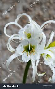 Image result for Ismene narcissiflora