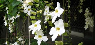 Image result for Thunbergia annua