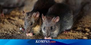 Marah akan tikus rengkiang dibakar 13. Ramai Soal Hantavirus Berikut Sumber Penyebaran Dan Cara Pencegahannya Halaman All Kompas Com