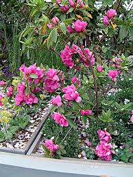 Image result for Rhododendron pulchrum