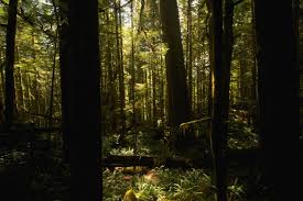 The Forest Moon Of Endor Forest Moon Endor Forest