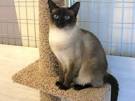 Siamese Kittens For Sale by Reputable Breeders | Pets4You