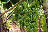 Image result for The Land of Banana