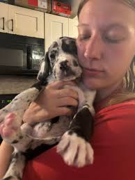 Daniff puppies for sale in Cincinnati Ohio