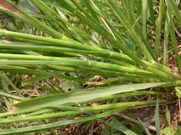 Image result for Cenchrus polystachios