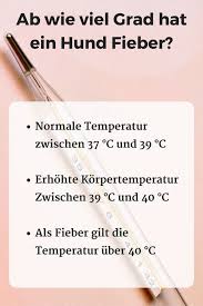 wie erkenne ich fieber beim hund guteshundefutterohnegetreide de hunde gesunde hunde und hunde in 2020 hunde futter gesunde hunde hunde