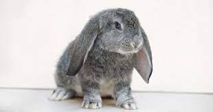 What Is A French Lop Care Lifespan Diet Faq Rabbitpedia Com