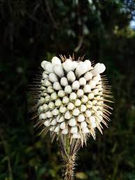 Image result for Dipsacus pinnatifidus