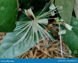 Image result for Capparaceae