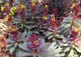 Image result for Euphorbia serratifolia